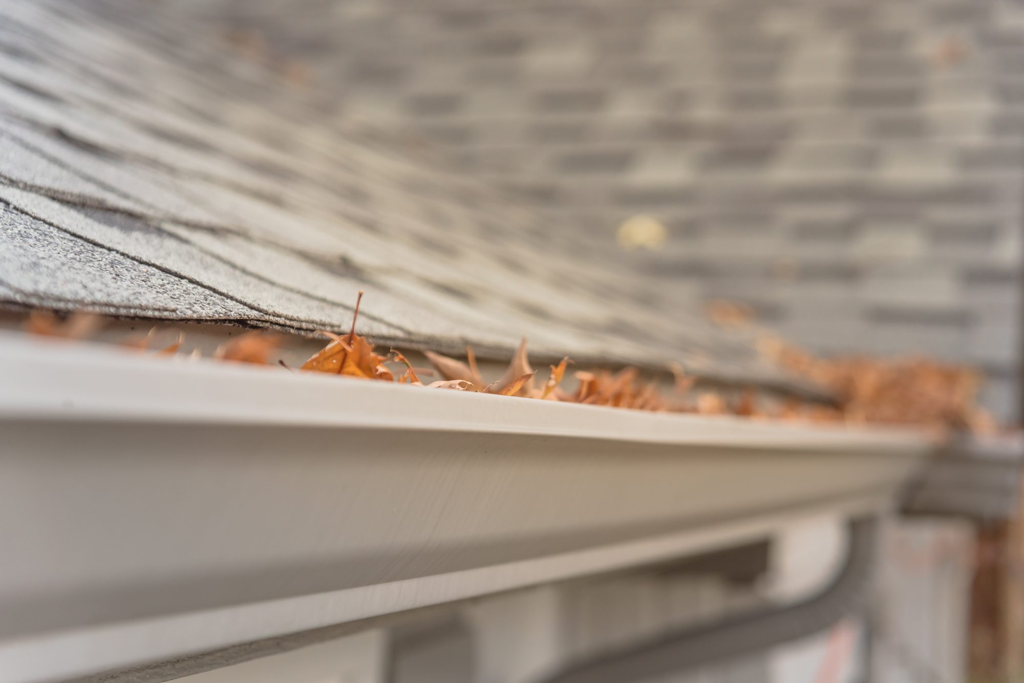 Clogged gutter near roof shingles of residential house full of dried leaves and dirty need to clean-up. Blocked drain pipe on rooftop. Gutter cleaning and home maintenance concept